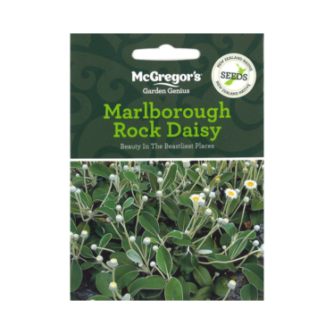 Marlborough Rock Daisy (Native New Zealand Seeds) (Out Of Date Season 2020 Discounted)